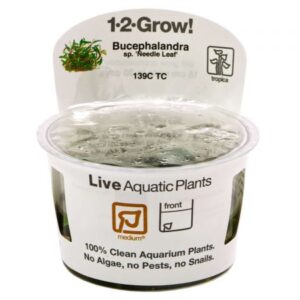 Bucephalandra sp. 'Needle Leaf' 1-2-Grow!
