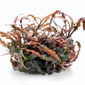 Hygrophila pinnatifida 1-2-Grow!